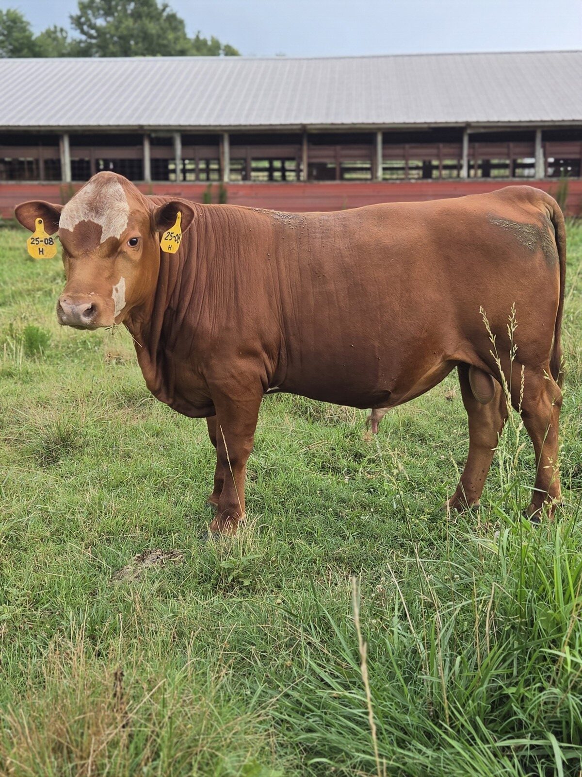 Fullblood Yearlings