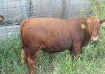 Selling our Full Blood South Poll Bull named Vento, 14 months old, SW Missouri