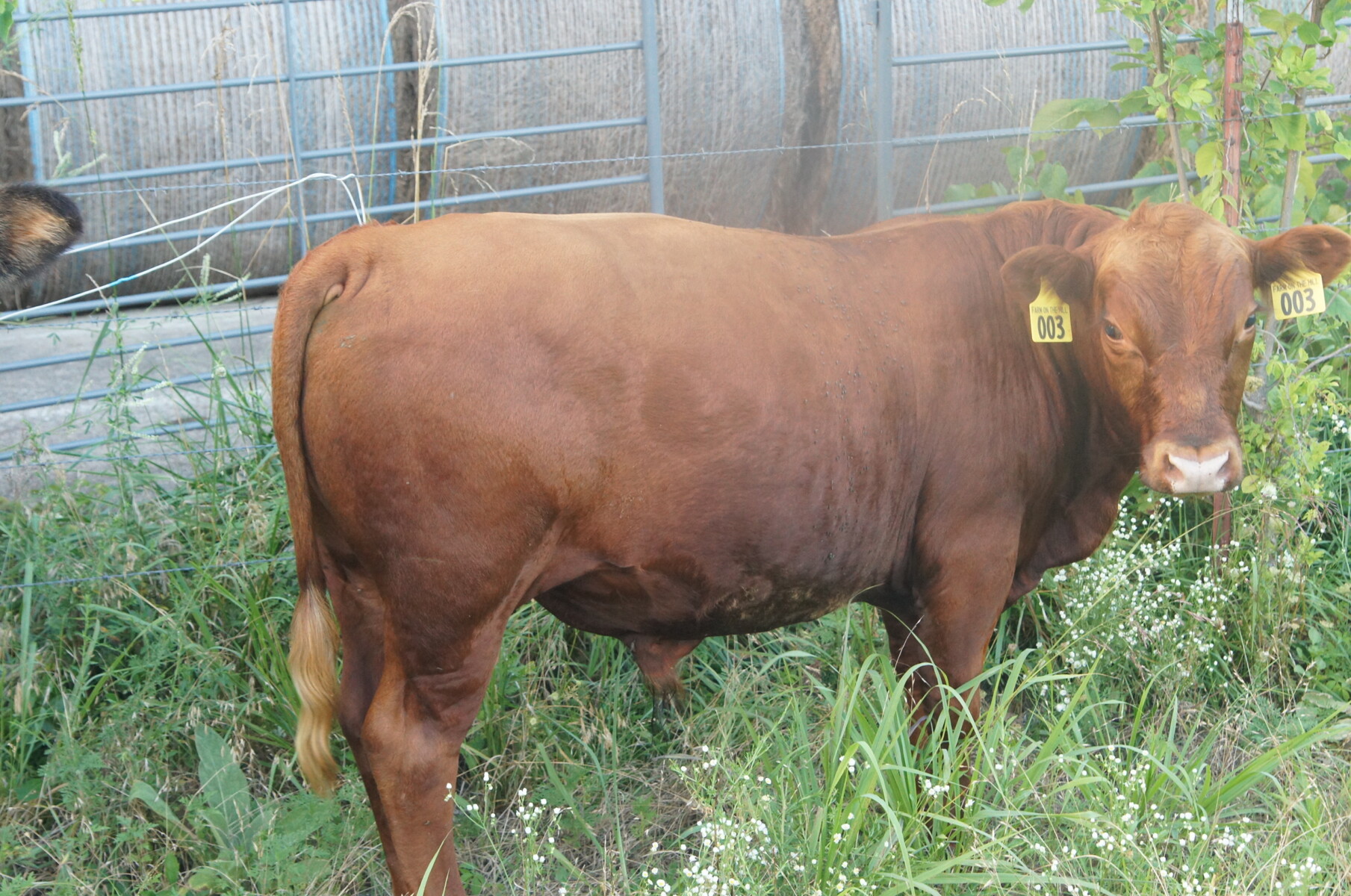 Selling our Full Blood South Poll Bull named Vento, 14 months old, SW Missouri