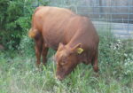 Selling our Full Blood South Poll Bull named Vento, 14 months old, SW Missouri