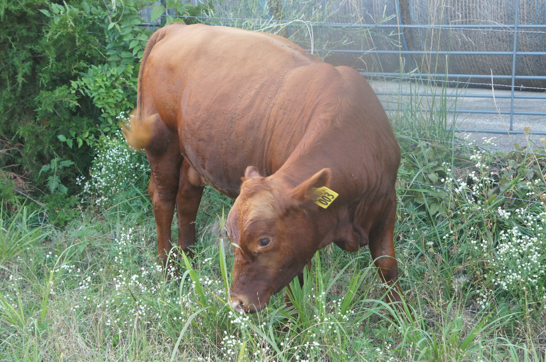 Selling our Full Blood South Poll Bull named Vento, 14 months old, SW Missouri