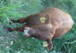 Selling our Full Blood South Poll Bull named Vento, 14 months old, SW Missouri