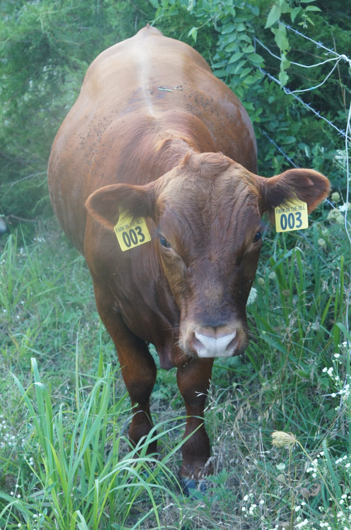 Selling our Full Blood South Poll Bull named Vento, 14 months old, SW Missouri