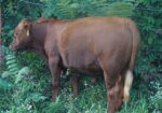 Selling our Full Blood South Poll Bull named Vento, 14 months old, SW Missouri