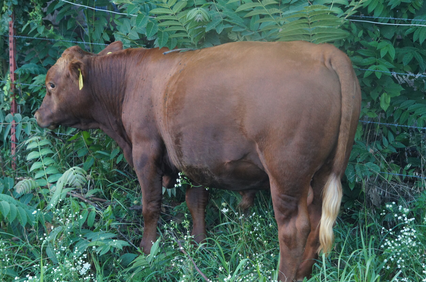 Selling our Full Blood South Poll Bull named Vento, 14 months old, SW Missouri