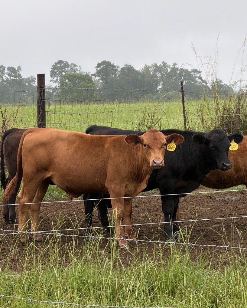 South Poll Steers