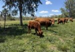 Registered 50% South Poll Cow – Proven Young Cow