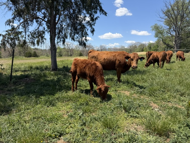 Registered 50% South Poll Cow – Proven Young Cow