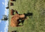 Registered 50% South Poll Cow – Proven Young Cow