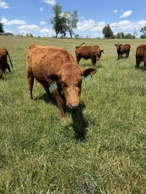 Registered 50% South Poll Cow – Proven Young Cow