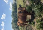 Registered 50% South Poll Cow – Proven Young Cow