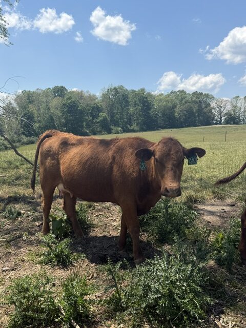 Registered 50% South Poll Cow – Proven Young Cow