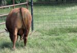 Registered Purebred South Poll Bull for sale