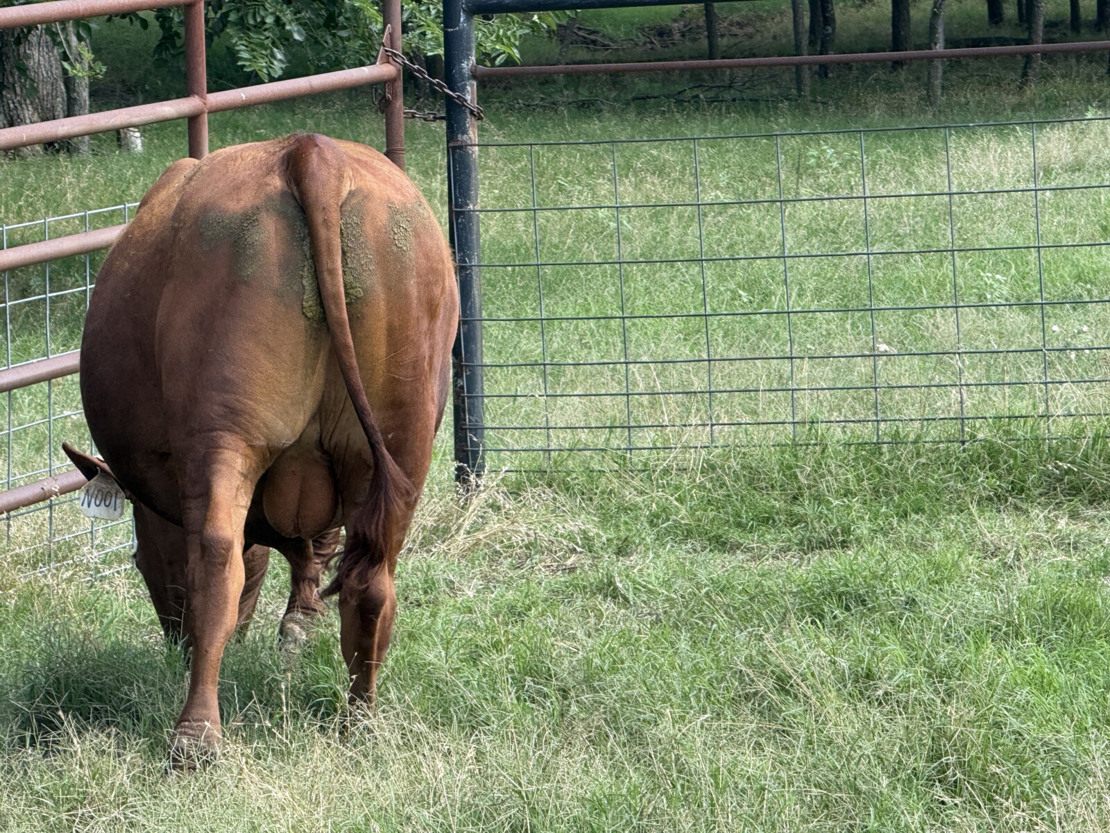 Registered Purebred South Poll Bull for sale