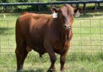 Registered Purebred South Poll Bull for sale