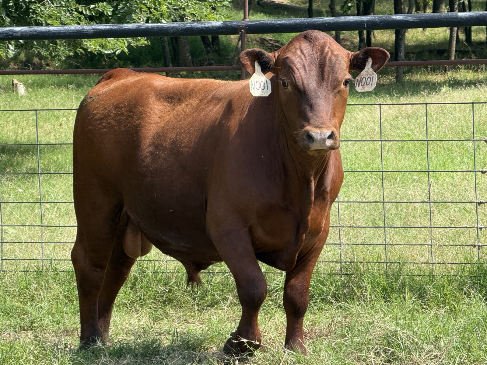 Registered Purebred South Poll Bull for sale