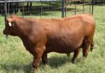 Registered Purebred South Poll Bull for sale