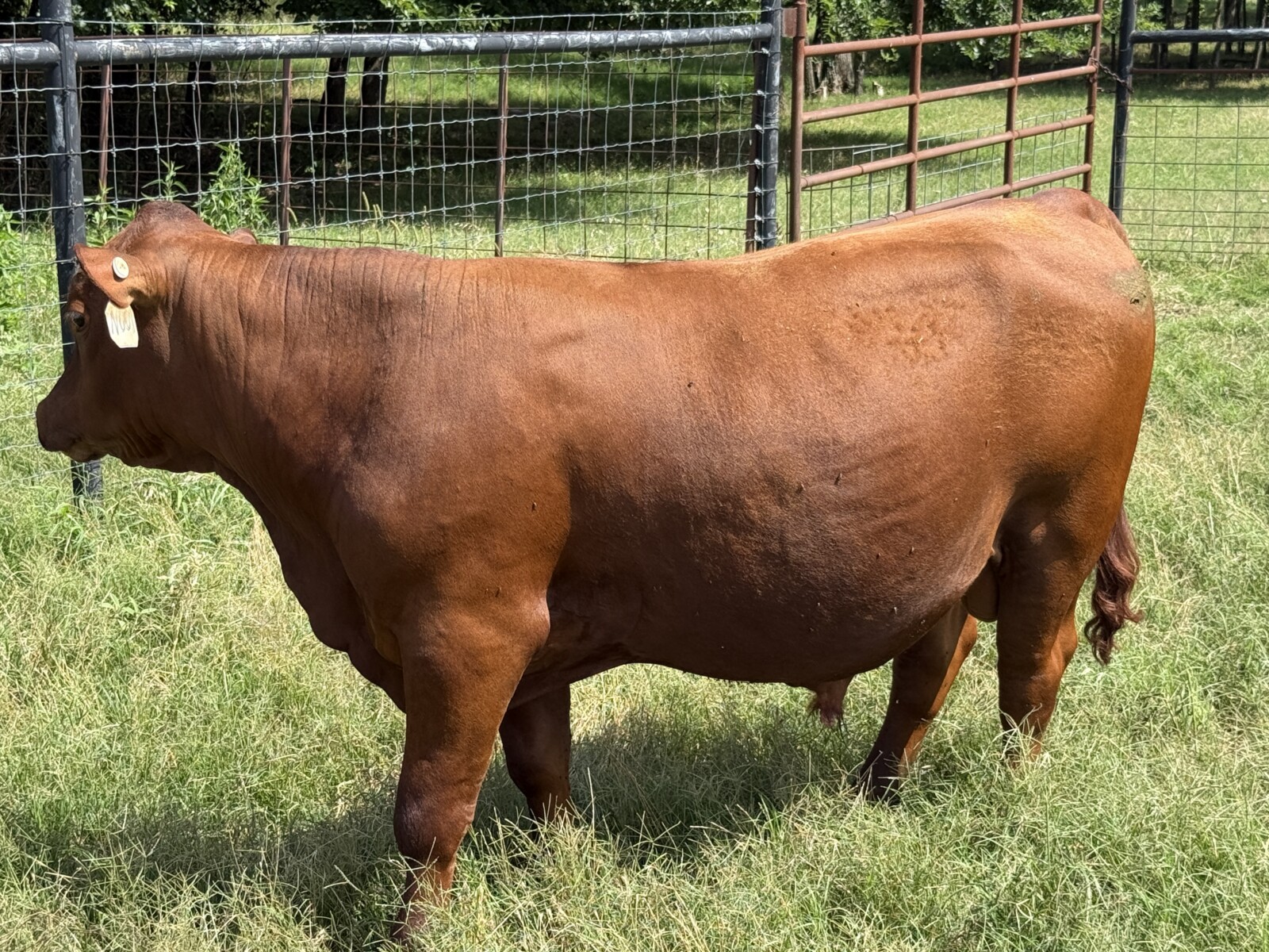 Registered Purebred South Poll Bull for sale