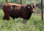 Registered Purebred South Poll Bull for sale