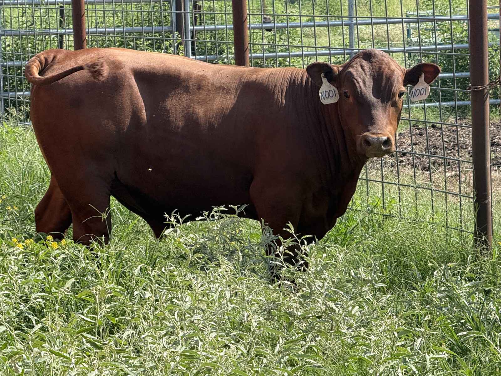 Registered Purebred South Poll Bull for sale