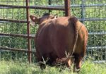 Registered Purebred South Poll Bull for sale
