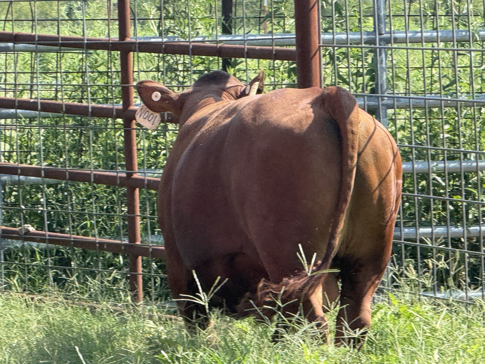 Registered Purebred South Poll Bull for sale