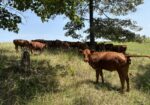 Open Heifers and 3 Steers (Lot 1 Sold Pending Pickup)