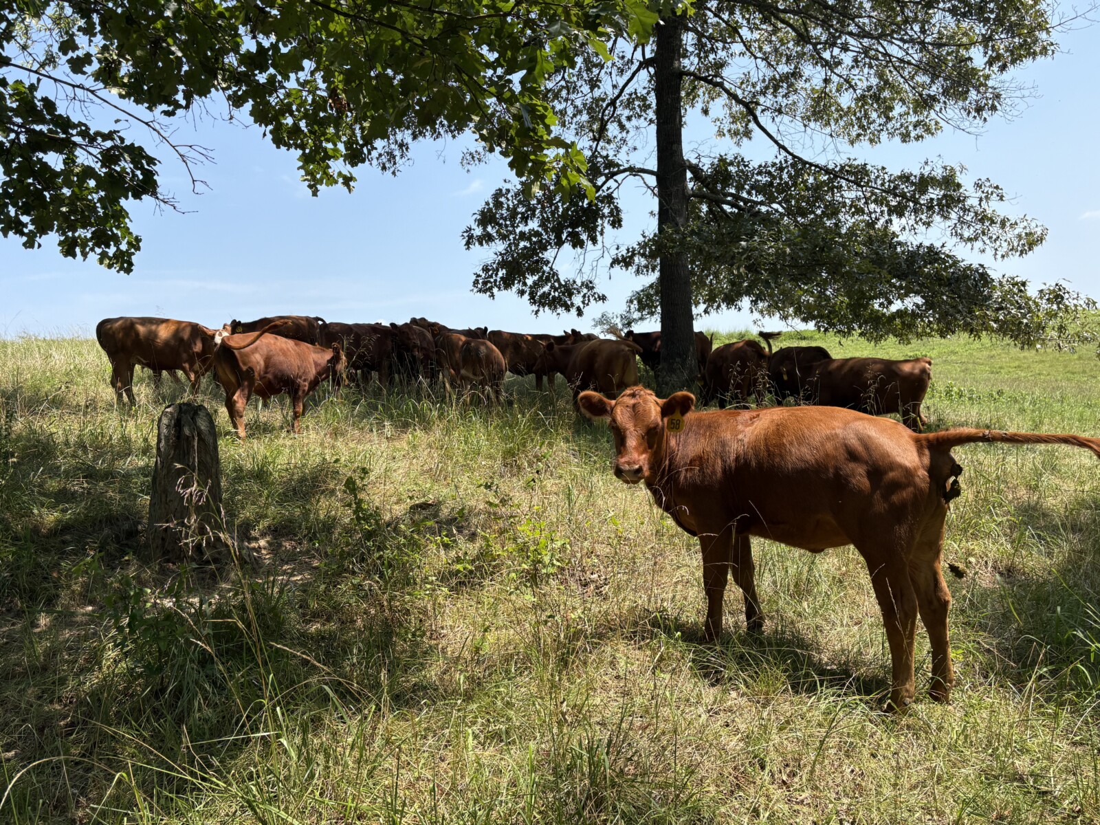 Open Heifers and 3 Steers (Lot 1 Sold Pending Pickup)