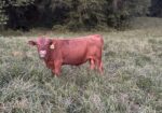 Southpoll yearling bulls