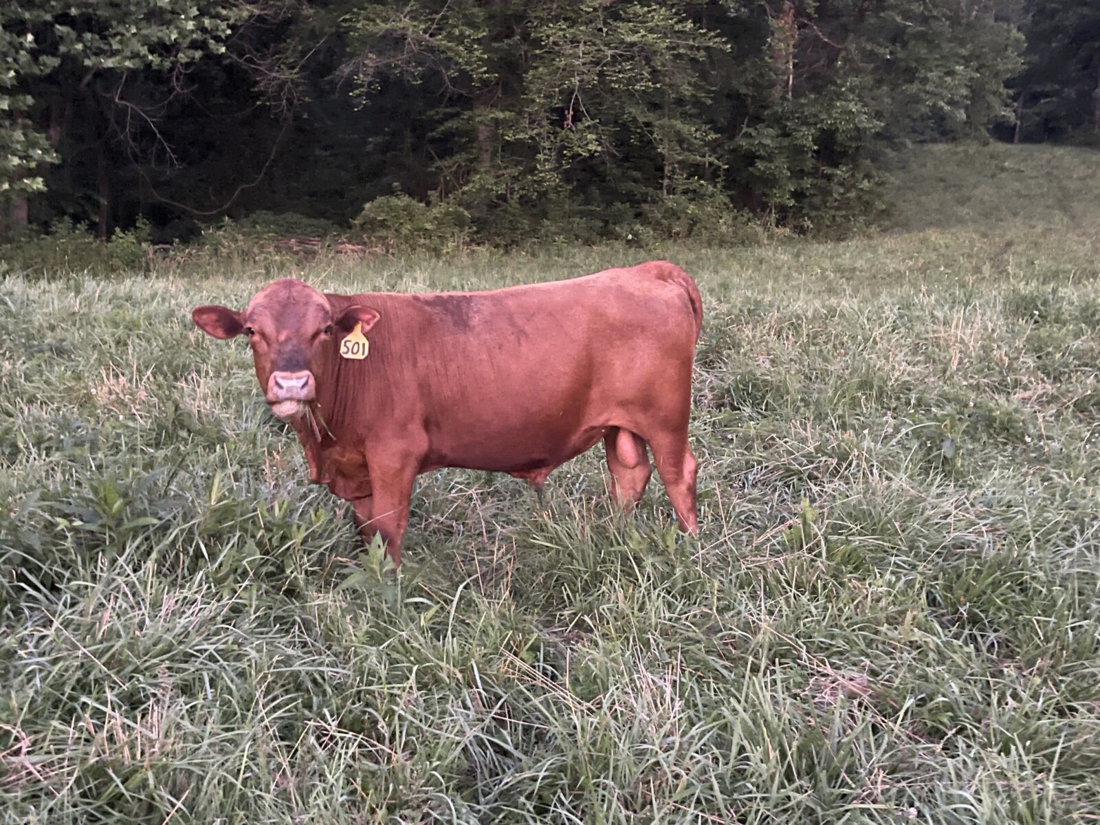 Southpoll yearling bulls