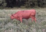 Southpoll yearling bulls