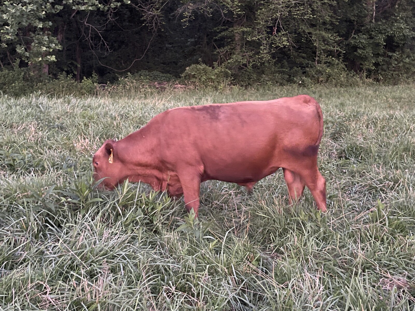 Southpoll yearling bulls