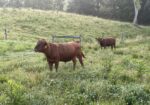 Southpoll yearling bulls