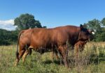 Pending Sale– Three Year Old Proven Fullblood SP Bull For Sale