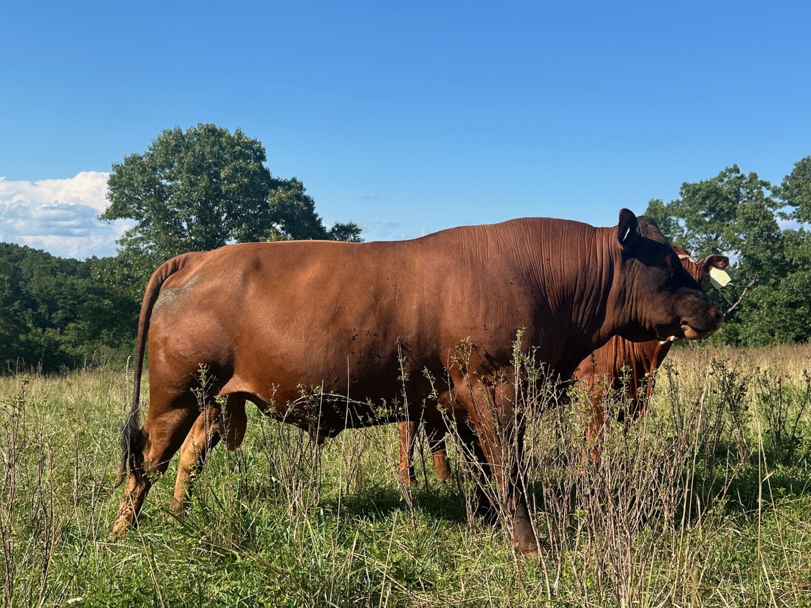 Pending Sale– Three Year Old Proven Fullblood SP Bull For Sale