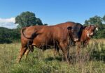 Pending Sale– Three Year Old Proven Fullblood SP Bull For Sale