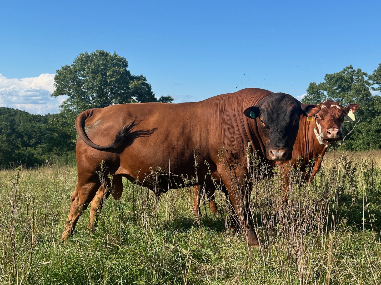 Pending Sale– Three Year Old Proven Fullblood SP Bull For Sale