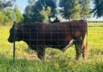17-month registered full blood bull
