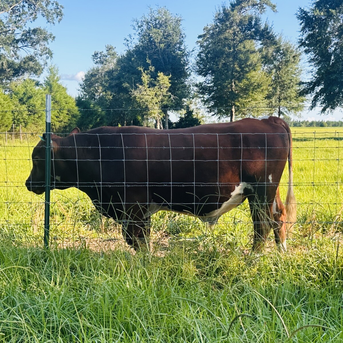17-month registered full blood bull