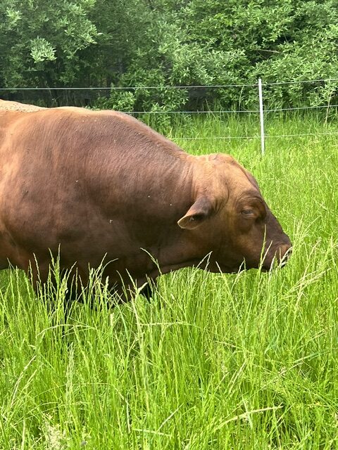 Registered Purebred proven South Poll 8 y/o Bull for sale. Sperm tested and ready to go.