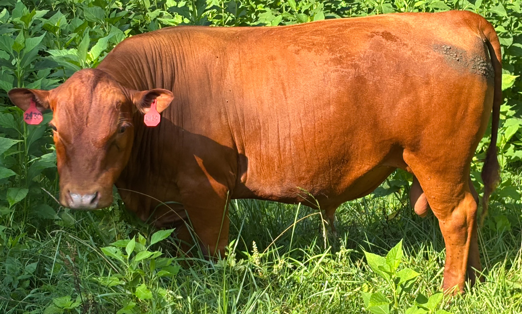 FullBlood South Poll Bull For Sale