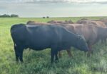 Cow calf pair