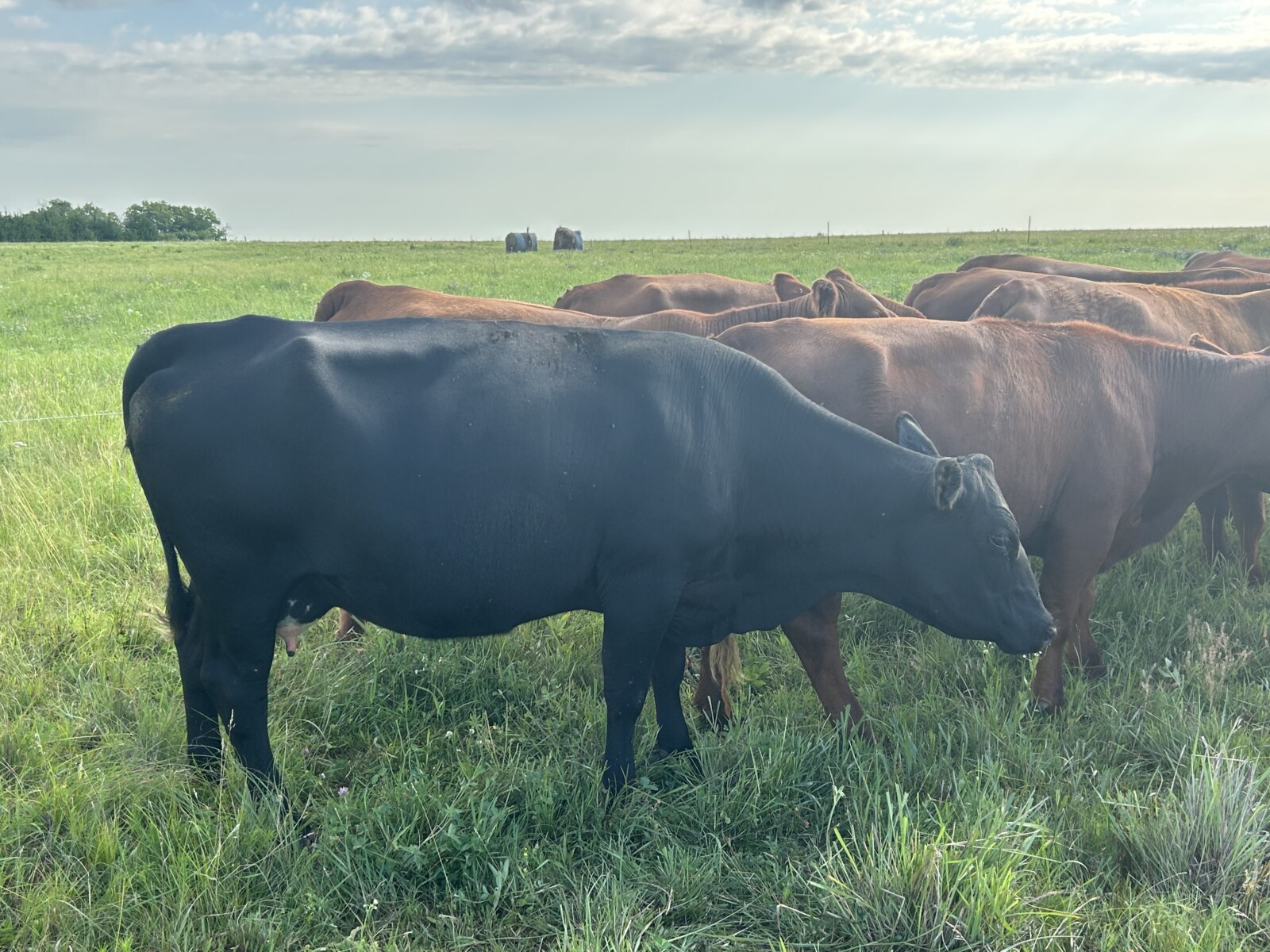Cow calf pair