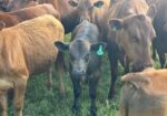 Cow calf pair