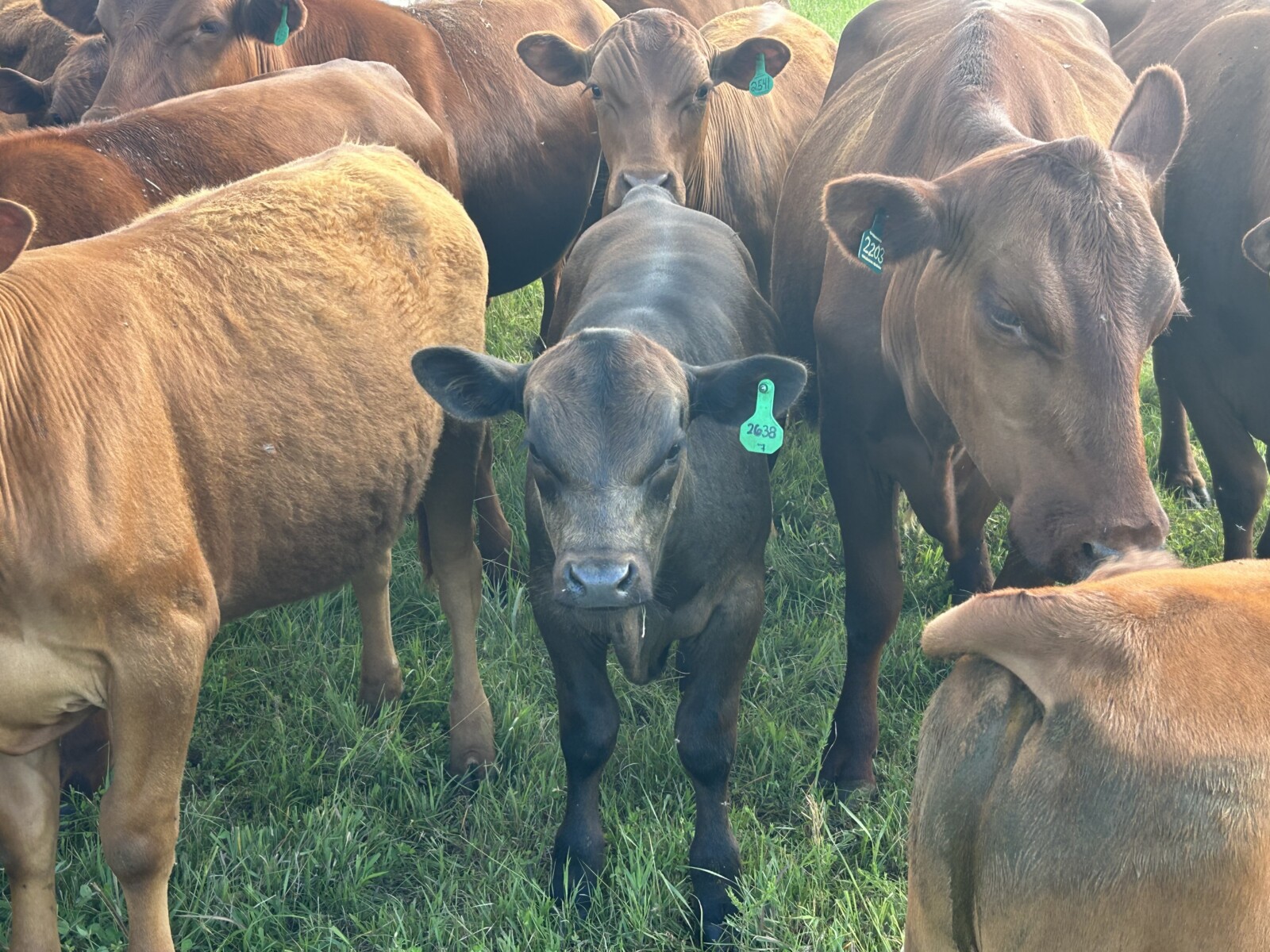 Cow calf pair