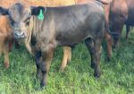 Cow calf pair