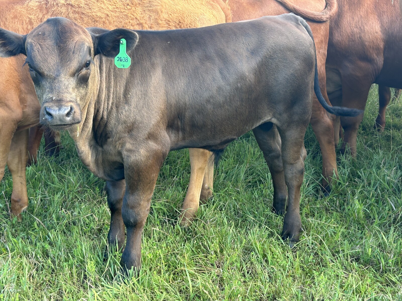 Cow calf pair