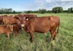 Cow calf pair