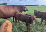 Cow calf pair
