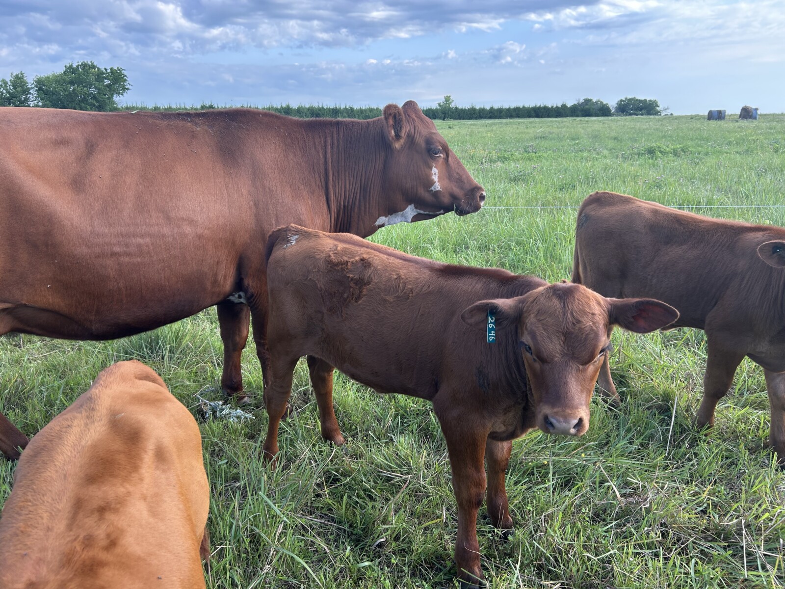 Cow calf pair